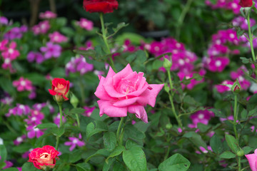 flower blooming in the garden