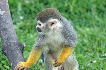 squirrel monkey