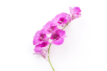 Naklejka na ściany i meble orchid isolated on white blackbackground