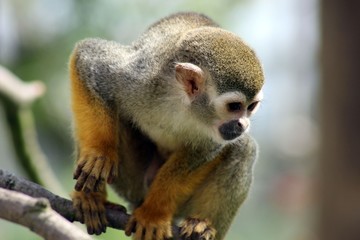 a beautiful squirrel monkey