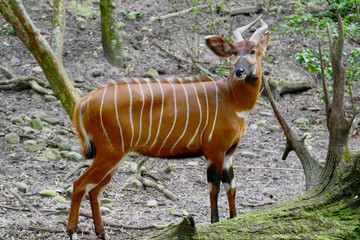 The bongo