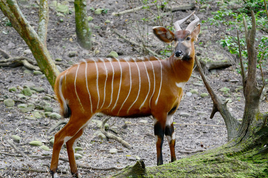 The bongo