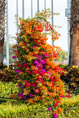 Colorful Bougainvilleas