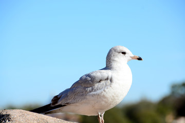 Seagul