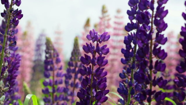 Field with blossoming violet and pink lupines