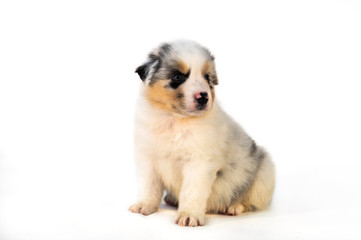 Blue Merle Australian Shepherd puppy