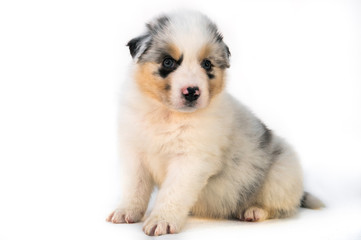 Blue Merle Australian Shepherd puppy