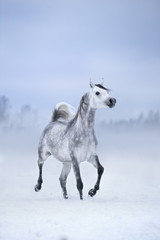 White horse runs on windy winter background, Arabian horse.