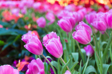 Obraz na płótnie Canvas pink tulip
