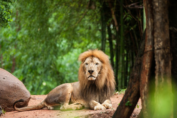 lion male at the zoo