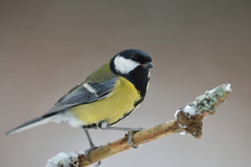 Great tit on branch at winter