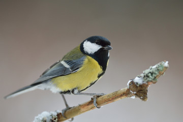 Obraz premium Great tit on branch at winter