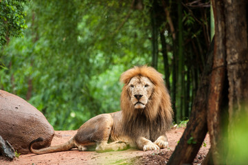 Naklejka premium lion male at the zoo