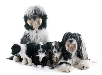 tibetan terrier family