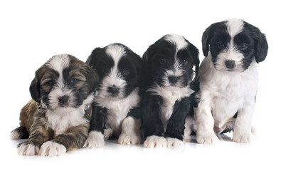 puppies tibetan terrier © cynoclub