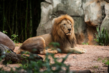 Naklejka na ściany i meble lion male at the zoo