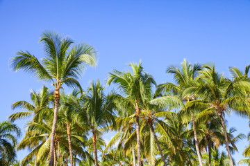 Fototapeta na wymiar Forest of coconut palm trees over blue sky background