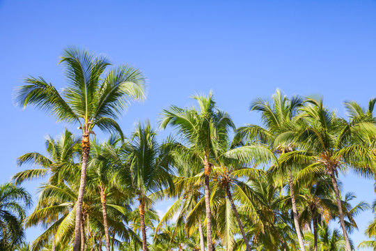 Forest of coconut palm trees over blue sky background