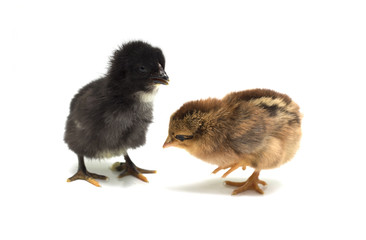 Black and yellow chicken on a white background. Photo.