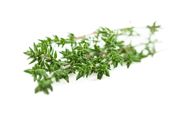 Thymian