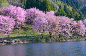 Naklejka premium Cherry blossoms on the Lake Nakatsuna in Omachi city, Nagano, Ja