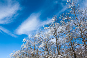 closeup snowbound trees