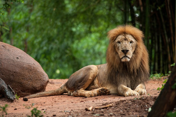 Naklejka premium lion male at the zoo