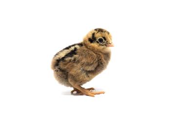 Colored chicken on a white background. Photo.