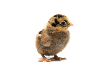 Colored chicken on a white background. Photo.