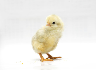 Yellow chicken on a white background. Photo.