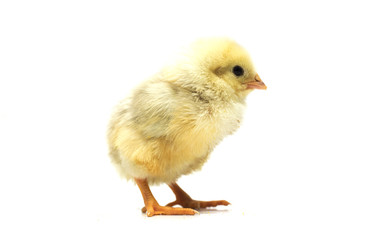Yellow chicken on a white background. Photo.