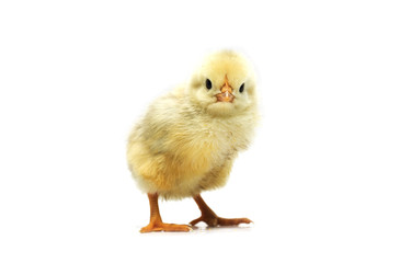Yellow chicken on a white background. Photo.