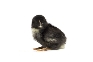 Fototapeta premium Black chick on white background. Photo.