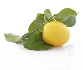 Rameau de citronnier