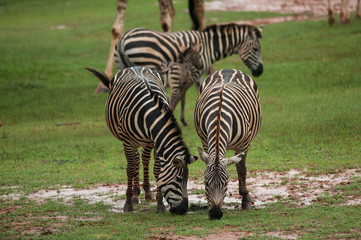 Fototapeta na wymiar Zebra family group in grassland