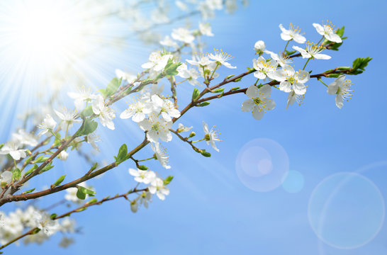 Spring blossoms cherry tree