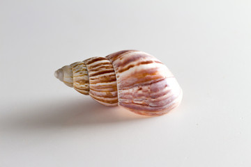 shell on the white background