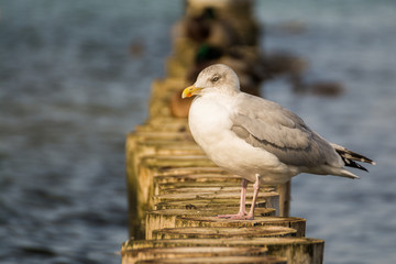 Möwe auf Buhnen, Darss