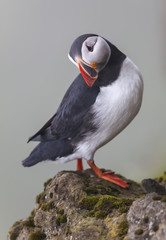 Puffin