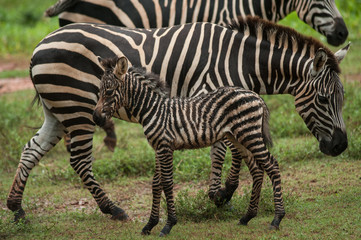 Fototapeta na wymiar African Zebra Baby and Mother