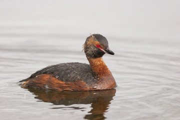 Slavonian Grebe