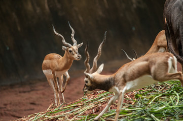 An action of a beautiful male impala ram.