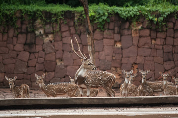 Spotted deer in Korat's zoo, Thailand