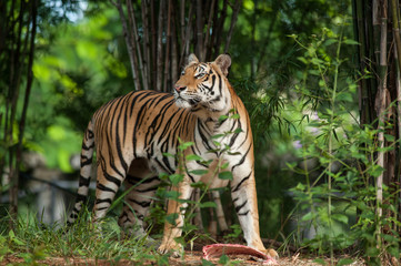 Tiger eating a chunk of meat on the ground