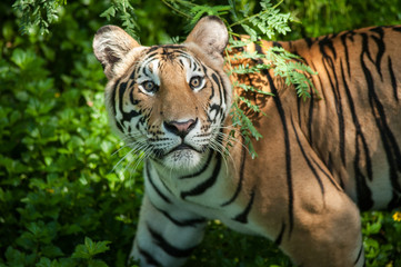 Adult Indochinese tiger.