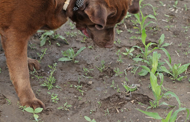 Fototapeta premium Brown labrador is playing with a green lizard