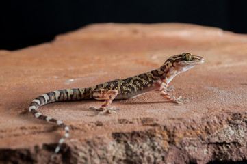 Curve-toed gecko