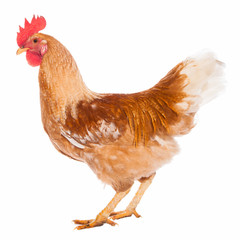 Rooster isolated on white background