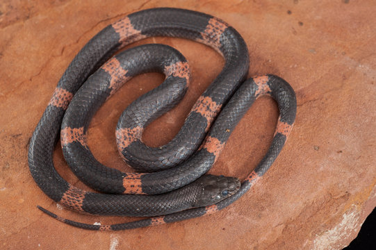 snake
