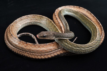 Snake on black background